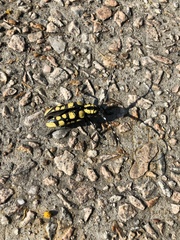 Anoplophora horsfieldii