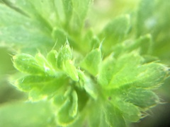 Alchemilla microcarpa