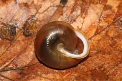 Mesodon mitchellianus