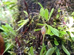 Masdevallia picturata