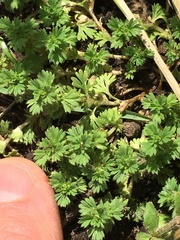 Alchemilla microcarpa