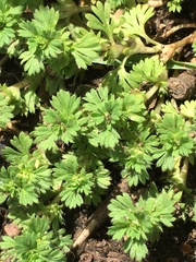 Alchemilla microcarpa