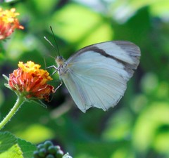 Itaballia demophile centralis