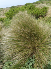Poa litorosa