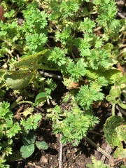 Alchemilla microcarpa