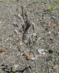 Mentzelia laevicaulis