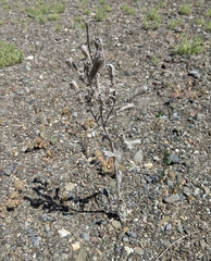 Mentzelia laevicaulis