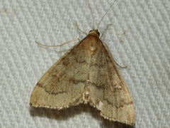 Metasia dicealis