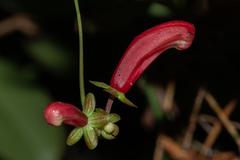 Aeschynanthus moningerae