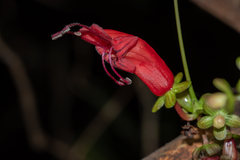 Aeschynanthus moningerae