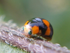 Brachiacantha decora