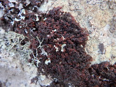 Frullania microphylla
