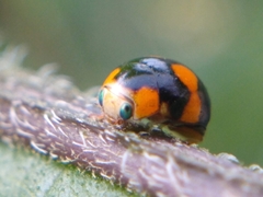 Brachiacantha decora