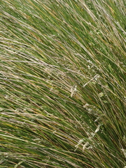 Poa litorosa