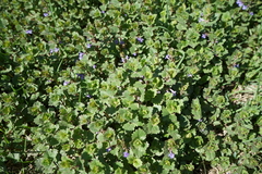 Glechoma hederacea