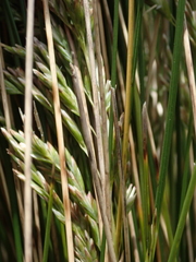Poa litorosa
