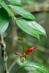 Aeschynanthus moningerae