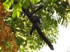 Pycnonotus aurigaster