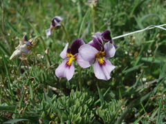 Viola beckwithii