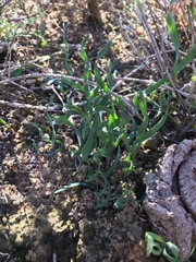Apodolirion macowanii