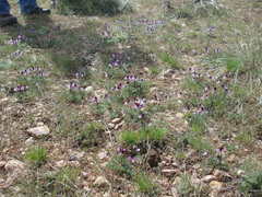Viola beckwithii