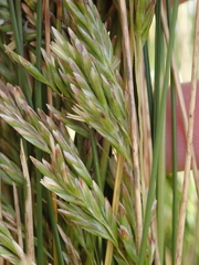 Poa litorosa
