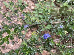 Ceanothus dentatus