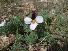 Viola beckwithii