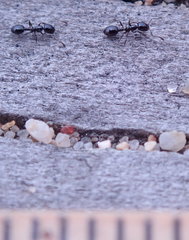 Monomorium ergatogyna