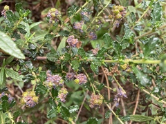 Ceanothus dentatus