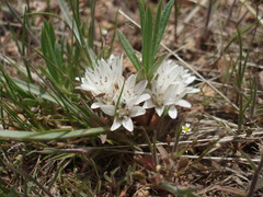 Lophioprason