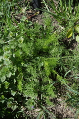 Tripleurospermum inodorum