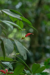 Aeschynanthus moningerae