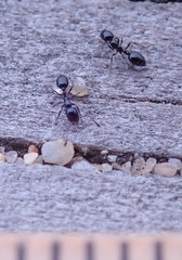Monomorium ergatogyna