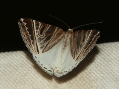 Phrataria replicataria