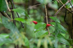 Aeschynanthus moningerae