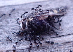 Monomorium ergatogyna