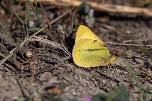 Clouded Sulphur, photo 5 of 10
