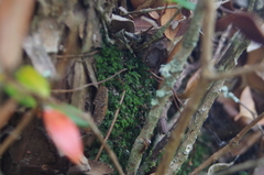 Hymenophyllum minimum