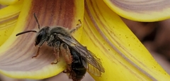 Andrena erythronii