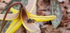 Andrena erythronii