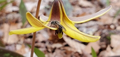 Andrena erythronii