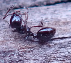 Monomorium ergatogyna
