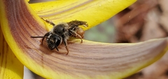 Andrena erythronii