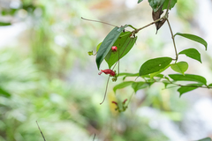 Aeschynanthus moningerae