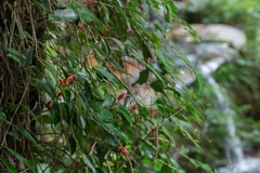 Aeschynanthus moningerae