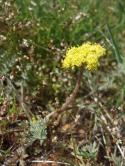 Lomatium austiniae