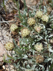 Antennaria dimorpha