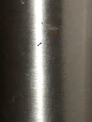 Tapinoma melanocephalum