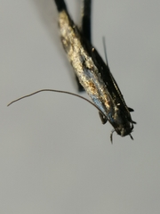 Calybites phasianipennella